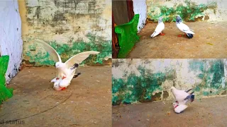 pigeon mating || pigeon sound ||  @pigeonsworldstatus4413