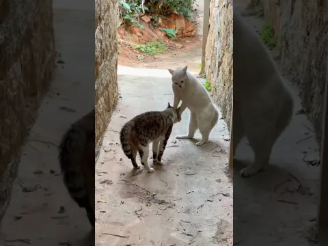 Super funny cats videos compilation .will make you LAUGH EXTREMELY HARD😂😂 #shorts #animals #cat 🆕️👋