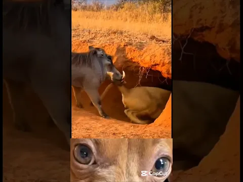 #funny 🤣🤣 #funnyanimals #funnyvideo #funnyvideos