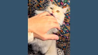 مستحيل تصدقوا قطتي عملت ايه في الفيديو دة😳🤯