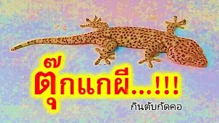 เพลง ตุ๊กแกผีกินตับกัดคอ