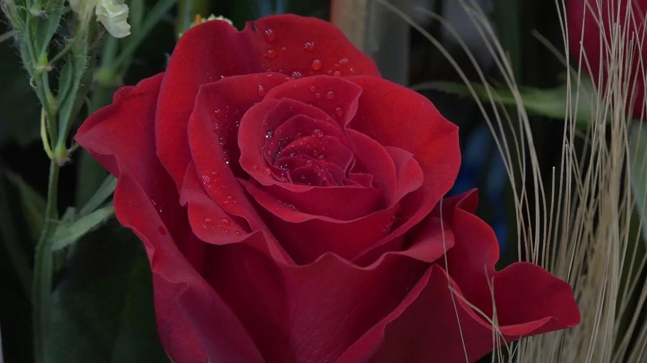 Majoristes i floristes debaten si apujar el preu de les roses per Sant Jordi