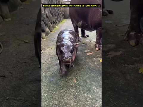 Cute Hippo Baby: Never Underestimate me 😘🦛