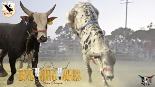 NO CUALQUIERA LE QUIERE MONTAR A ESTOS TOROS¡¡ RANCHO LOS DESTRUCTORES EN ORLAND CA,2021
