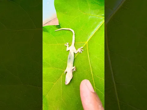 Omg, we are so sorry & sad,🥹🥹#insects #life #naturelover #love #nature