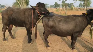 दूसरी बार मिलाया बफेलो को पाड़ा || Second Time Buffalo Milan Pada || Bhains Mating Jota