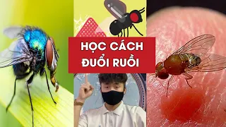Bạn đã học được cách đuổi ruồi chưa | Thế giới động vật | Mê tri thức