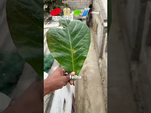 Qual objeto despenca mas rápido?