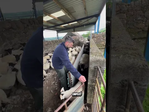 Esta ovejita intentó escapar del corral y terminó descubierta