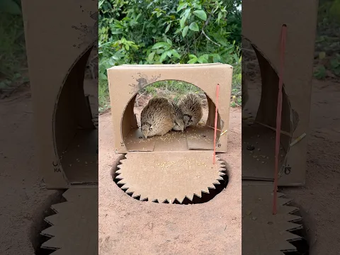 How To Build Quickly Quail Trap Using Cardboard Box #camping #outdoors #bushcraft