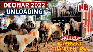 Deonar Bakra Mandi 29 June 2022 | Goats Unloading | Khassi Andul Bakro ki Grand Entry