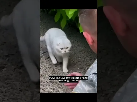 Cats and Their Soldiers#DogsAndTheirSoldiers#LoyalCompanion#Fyp #Foryoupage#viral