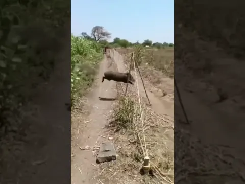 khet me suar kese pakd te hai jhala me