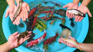 Catching White Catfish Tiger Fish Crocodile Ping Pong Black Catfish Pleco Koi Fish Cute Animal Video