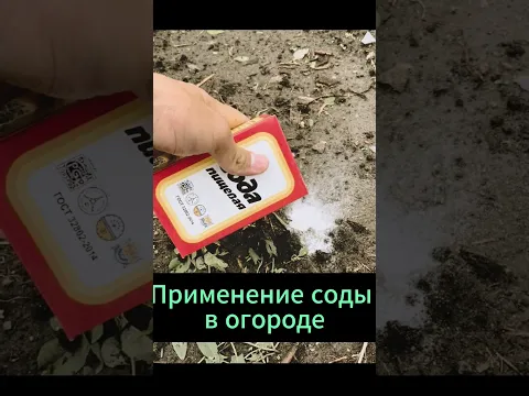 Применение соды в саду  #огород #дача #сад #рецепт #овощи #сода #овощи