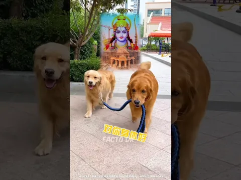 🐕‍🦺टॉमी ने अयोध्या में किए श्री राम🚩के दर्शन 😲 #shorts
