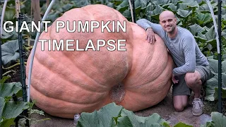 1837 lb Giant Pumpkin Timelapse