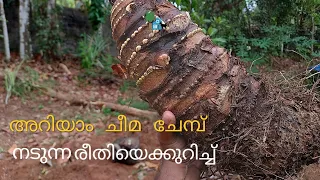 ചേമ്പ് നടീൽ ശരിയായ രീതിയിൽ | Glory Farm House