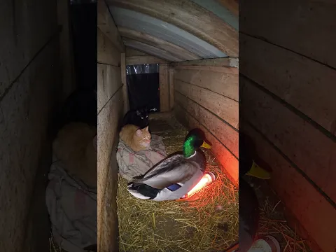 A Duck Walks Into A Cat Shelter… The Cats Are Still Processing
