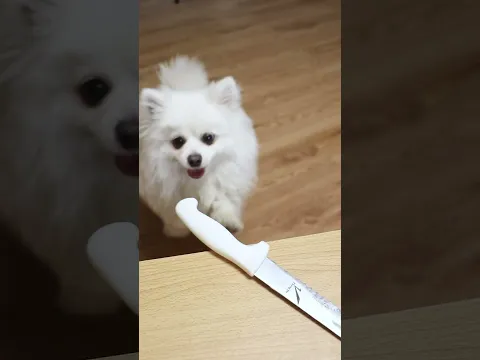 Nico: Everything can't escape my eyes#smartnico #dog #funny #cute #nico