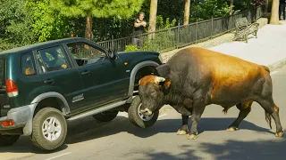 The Most Incredible Wild Animal Attacks of All Time