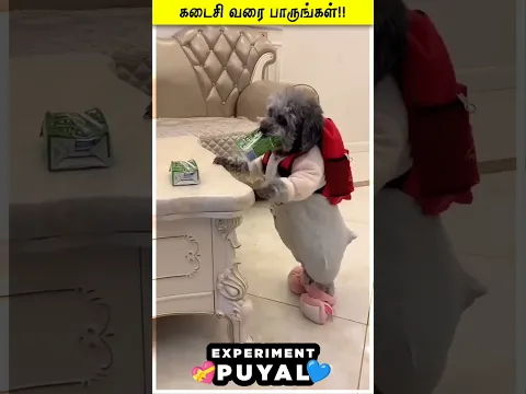 PUPPY HELPS HIS BROTHER 😞😱 Experiment Puyal | #Shorts #Reels #puppy #Emotion