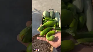 حصاد 28 من سطح البيت 🧺🍉🥒