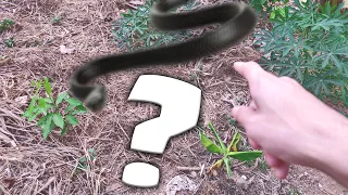 OLHA O TAMANHO DA COBRA QUE ACHEI EM CASA !