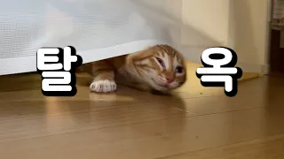 춘봉첨지 비상 걸리다🚨