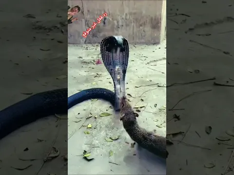 لن تصدق كيف انتهت مواجهة الكوبرا والعدو اللدود!"