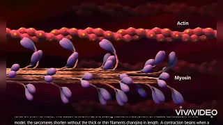 Nurses Zone(documentary)-by Chipo James Mainda=Muscle contraction process