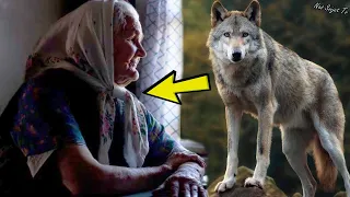 Starija žena je udomila vuka iz šume.Nakon nekoliko mjeseci joj je spasio ŽIVOT !