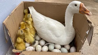 Amazing Pekin 15 Duckling Hatching FromEggs - Lovely Yellow Baby Ducks