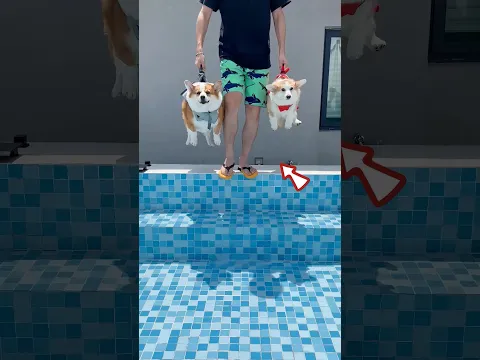 Man Want To See Dog Reactions In Pool 🥰❤️‍🩹