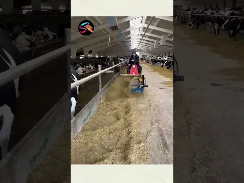 This is the way how they give food to cow #shortvideo #cow