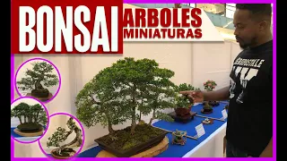 BONSAI, ARBOLES CONVERTIDOS EN MINIATURAS