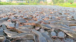 Luar Biasa! Setelah di beri pakan ini reaksi lele liar | WILD REACTION OF CATFISH AFTER BEING FED
