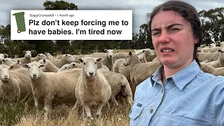 The Ewes Disagree