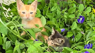 My play ful kittens night play #cat #meow #play
