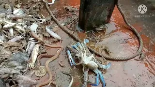 Giả cào biển.lấy cào ghẹ mực óng.tôm tích bắc đã tay
