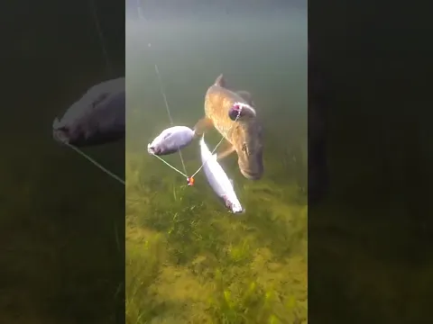Pike vs 3 dead herrings. #short #new #fishing