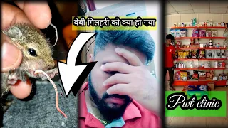 Baby gilhari ki saas ukhadne lagi | Rescue baby squirrel | #squirrelbaby #keshavshortsvlogs