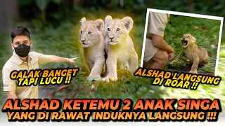 BARU KALI INI ALSHAD GA BERANI DEKETIN ANAK SINGA ! 2 ANAK SINGA LUCU BANGET TAPI….