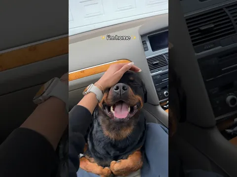 he’s soo happy!! 😭 @nalatheneedyrottie #rottweiler #shorts
