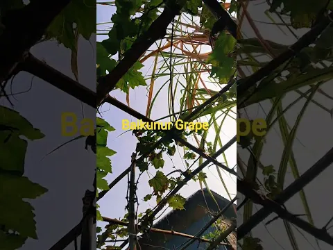 baikunur Grape #@/(