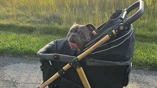Squish Biscuit Buggy #dogs #titanhd #dogwalk
