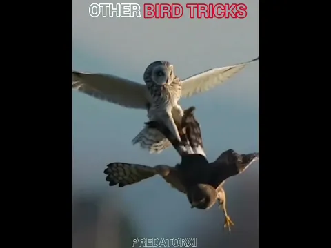 OTHER BIRD TRICKS VS THIS ONE