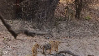 Lion cubs chase baboon