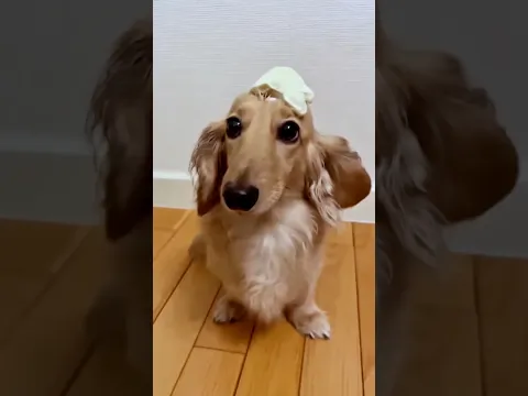 I’m sorry puppy😳