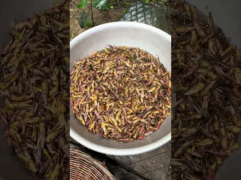 Crispy Grasshoppers: A Crunchy and Unique Village Snack! #CrispyGrasshoppers #UniqueSnacks